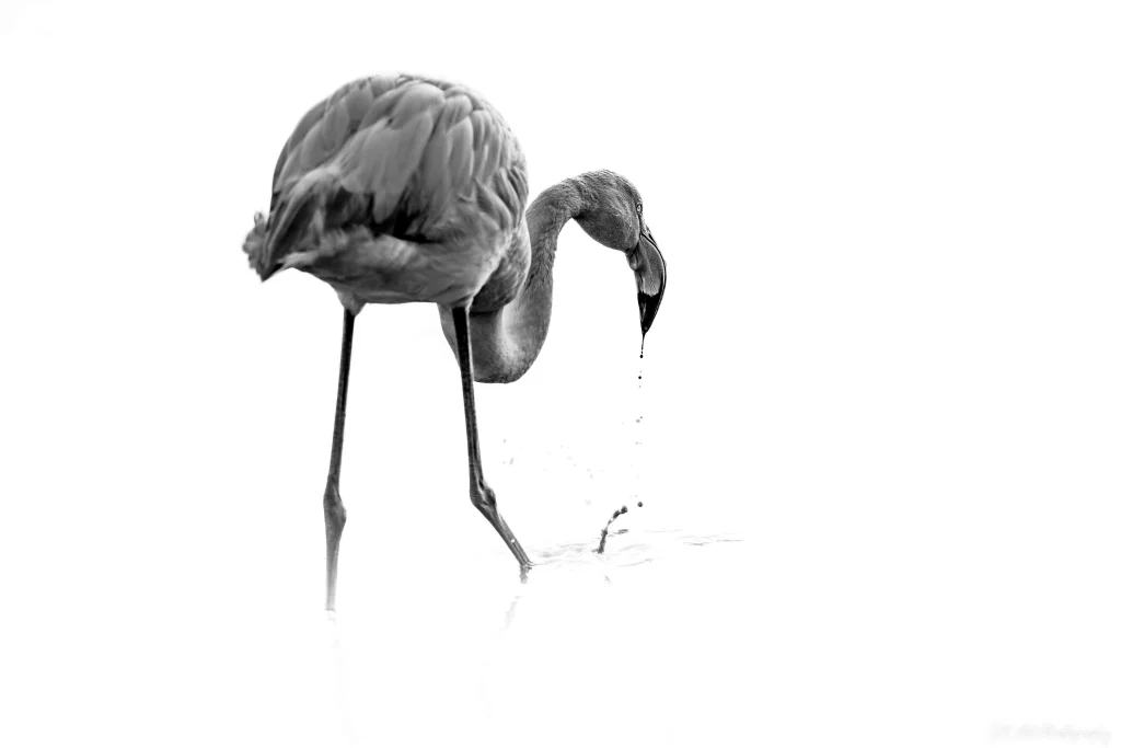 Flamant rose solitaire en train de se nourrir, capturé en noir et blanc