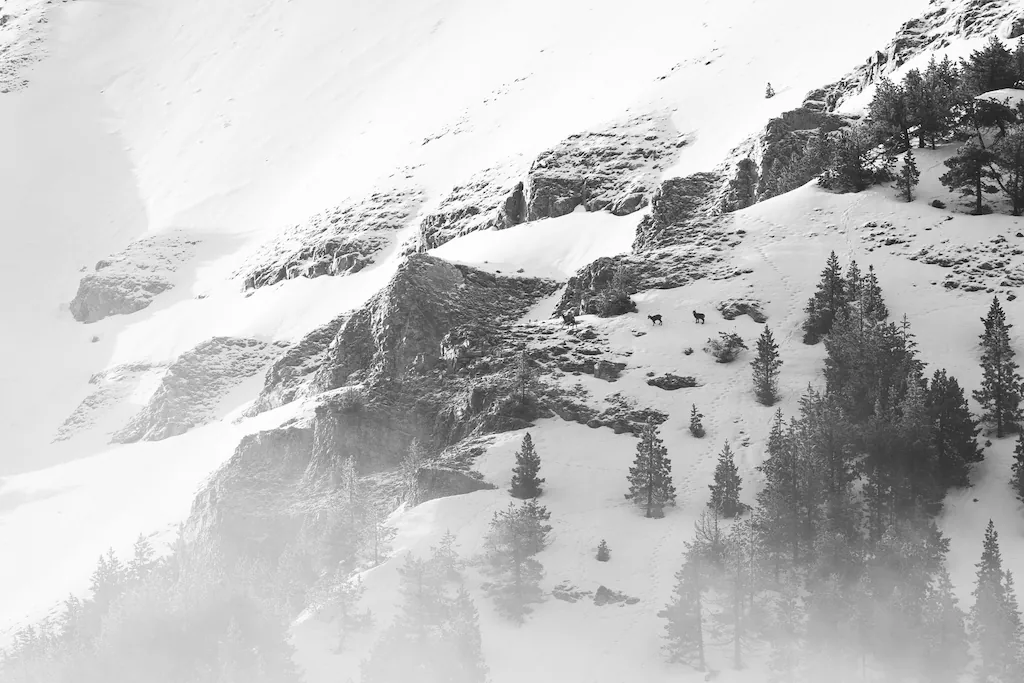 Paysage montagneux hivernal en noir et blanc montrant des pentes enneigées parsemées de conifères sombres