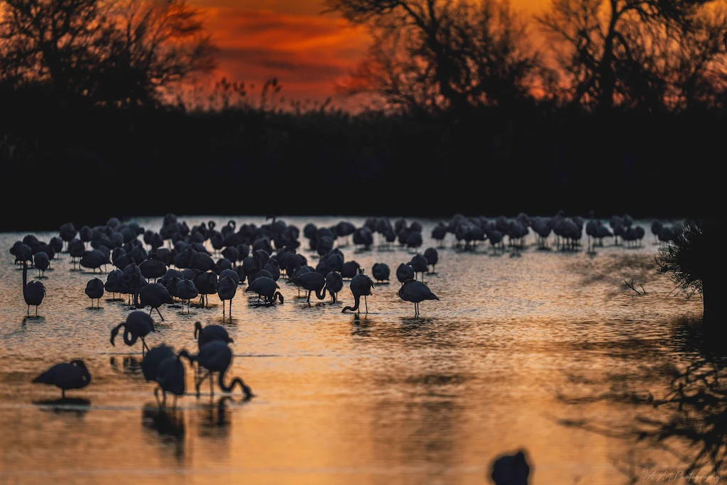 Grande concentration de flamants roses au coucher du soleil dans un plan d'eau peu profond