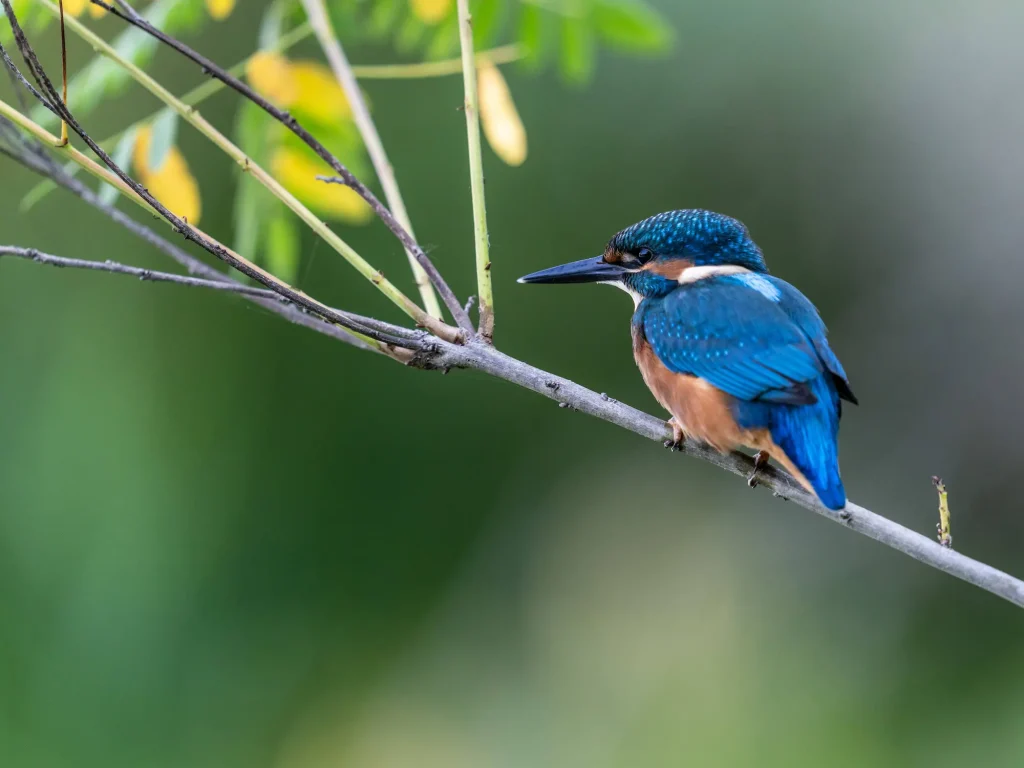 Martin-pêcheur aux couleurs vives perché sur une branche fine,