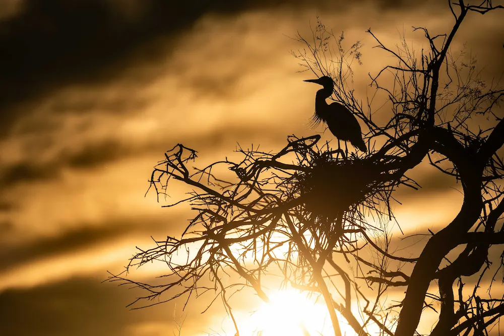 Silhouette d'un héron cendré, perché sur un arbre mort au coucher de soleil