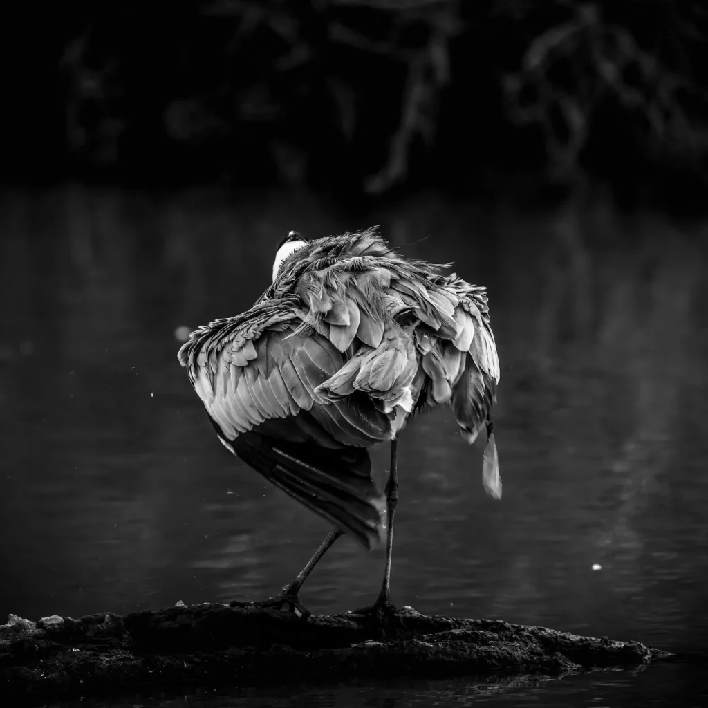 Héron cendré en position de repos sur une branche, ses plumes ébouriffées et sa tête rentrée dans le cou