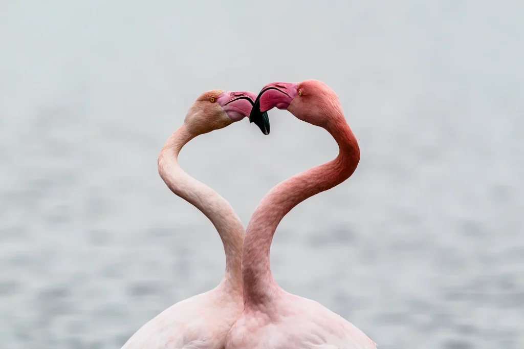 Deux flamants roses formant un cœur parfait avec leurs longs cous gracieusement entrelacés
