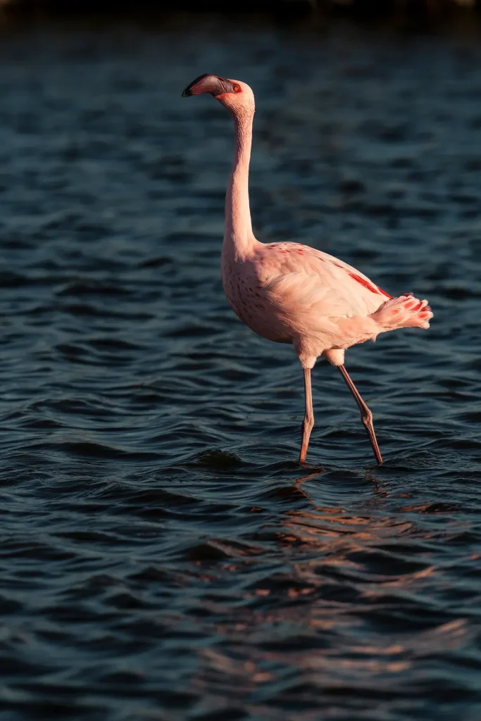 Flamant nain élégant marchant dans l'eau au coucher du soleil,