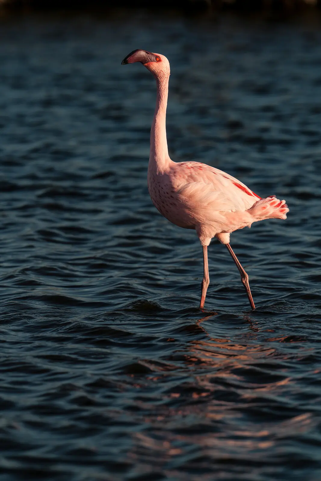 Flamant Nain